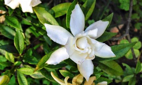 Gardenia Jasminoides Frostproof Care Guide | Plantly