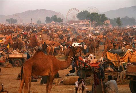 Pushkar Camel Festival Background, Pushkar Camel Festival Fair, #8579