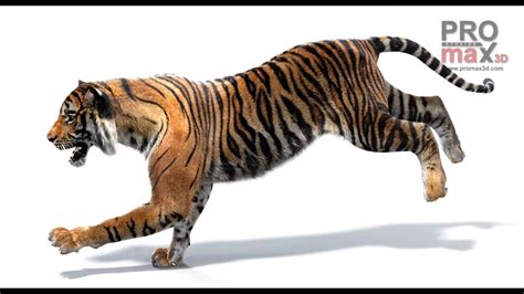 Animated Tiger 3D Model: Two Colors for Download - YouTube