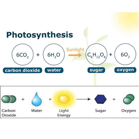 Photosynthesis. A process used by plants to convert light energy into ...