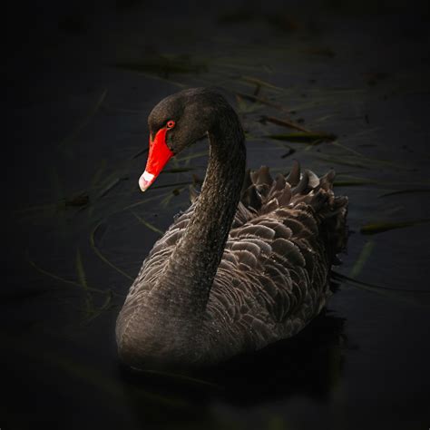 🔥 [75+] Black Swan Wallpapers | WallpaperSafari