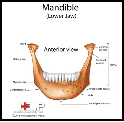 Mandible (Lower Jaw) Dental Assistant Study, Dental Student, Dental ...