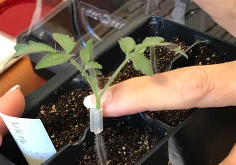 10 Easy Steps to Successful Tomato Grafting | Triangle Gardener Magazine