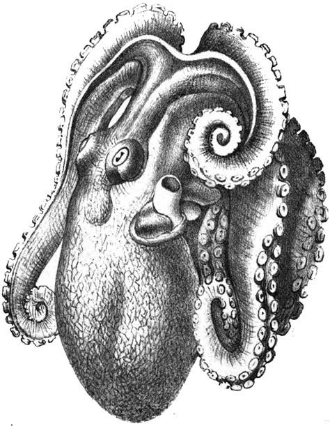 Free vintage cliparts and ephemera scans.: A couple of octopus illustrations from an 1870's book