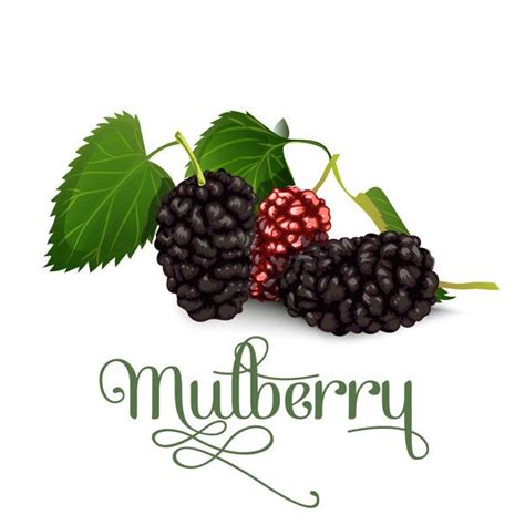 Premium Mulberry Vector - Free Download