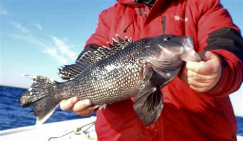 Black Sea Bass Open for February Season - Lynnhaven Marine