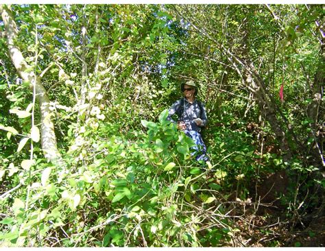 Vine thicket habitat of Cyrtodactylus kimberleyensis sp. nov. on East... | Download Scientific ...