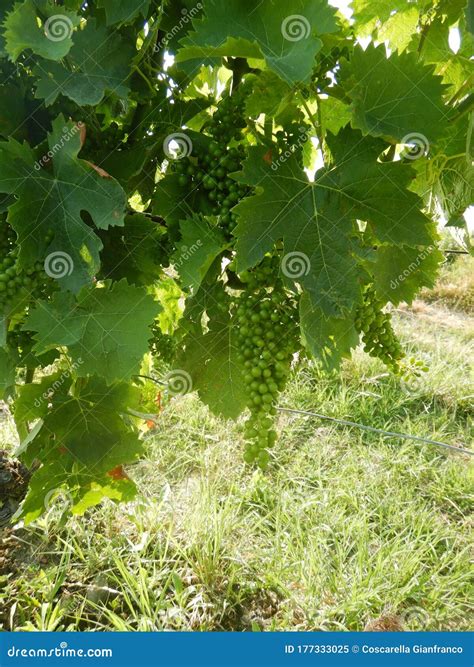 Bunches of Muscat Grapes Growing Stock Image - Image of italian, nonurban: 177333025