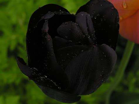 Black Tulips wallpaper | 1024x768 | #2431