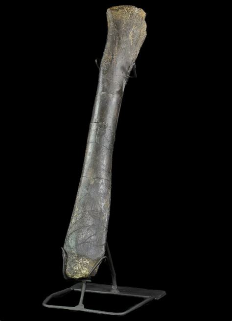 17" Hadrosaur (Hypacrosaurus) Femur With Metal Stand - Montana (#73944) For Sale - FossilEra.com