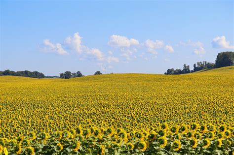 Sunflower Farm Adventure | Downeast Thunder Farm