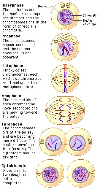 Mitosis and its Stages in Plants and Animals