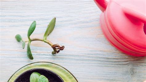 Can You Grow Jade Plant Cutting In Water? - Succulents Help