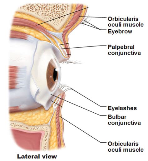 The Eye and Vision