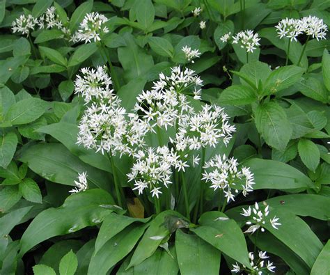 Ramsons