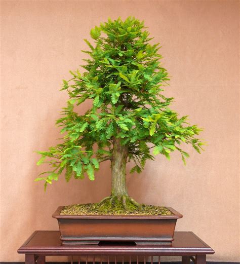 Cipresso (Taxodium distichum) - Bonsai Empire