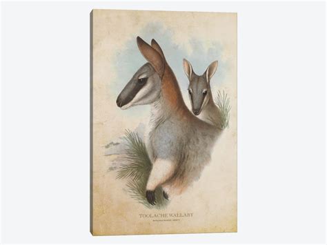 Vintage Toolache Wallaby Canvas Art Print by Aged Pixel | iCanvas