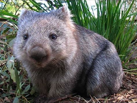 Wildlife in Tasmania Cradle Mountain (part.1 wombats!!!) | Australia ...