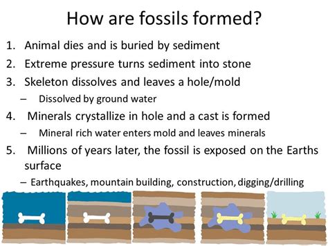 Image result for how fossils are formed step by step | Groundwater ...