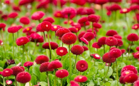 Flowers Red Summer, HD Flowers, 4k Wallpapers, Images, Backgrounds, Photos and Pictures