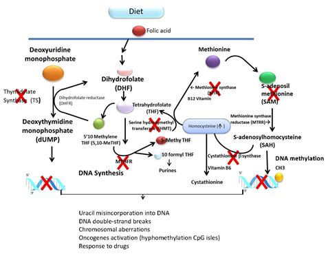 MTHFR Gene Mutation-What's the Big Deal About Methylation?