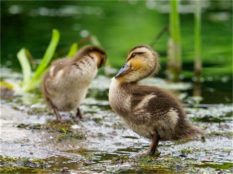 Mallard ducklings | Phil McIver | Flickr