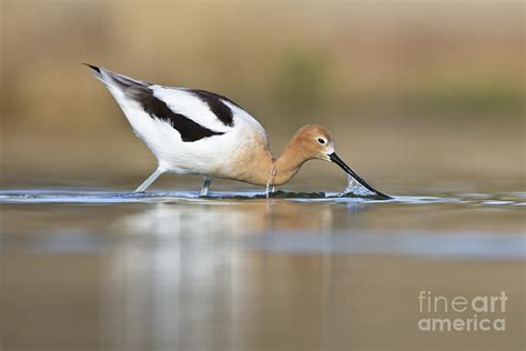 Feeding Avocet Photograph by Bryan Keil