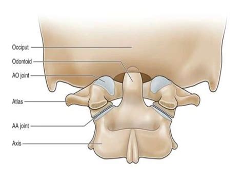 Atlanto-occipital joint - Anatomy, Ligament, Muscles, Movement