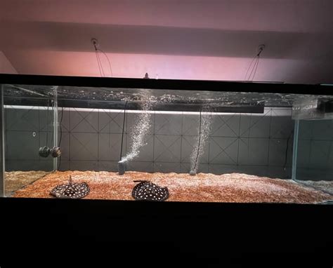 FW stingray tank mates? : r/Aquariums