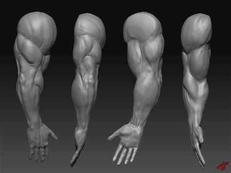 Muscular Arms Sculpted by RAM by ramstudios1 on DeviantArt