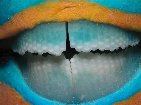 Parrot fish teeth : r/oddlysatisfying