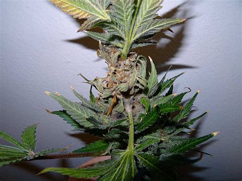 Avoid 3 Main Types of Cannabis Mold | Grow Weed Easy