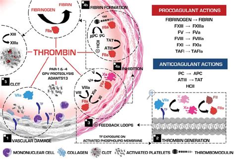 Antagonizing actions of thrombin in coagulation cascade. Platelets get... | Download Scientific ...