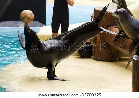 A Performing Sealion Balancing A Ball Stock Photo 33700225 : Shutterstock