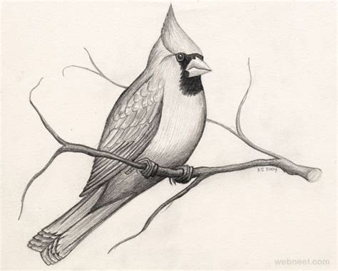 40 Beautiful Bird Drawings and Art works for your inspiration | Bird drawings, Animal drawings ...