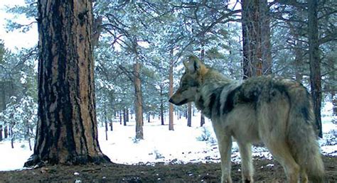 Research: Ninety Percent of Mexican Wolf Range was in Mexico | Rocky Mountain Elk Foundation