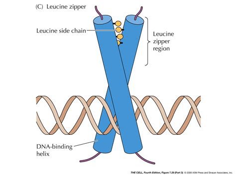 Leucine Zipper; leucine zipper; zipper, leucine; zippers, leucine