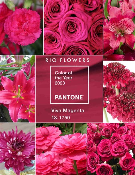 Pantone Announces Its 2023 Color of the Year: Viva Magenta - Rio Roses