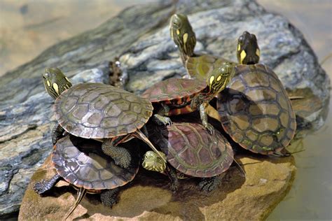 Despite ban, small turtle online pet trade in the US found to be flourishing