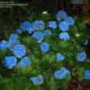 Bigleaf Hydrangea, French Hydrangea, Mophead Hydrangea macrophylla 'Nikko Blue'