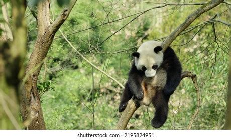 Adorable Giant Panda Bear Sleeping On Stock Photo 2195824951 | Shutterstock