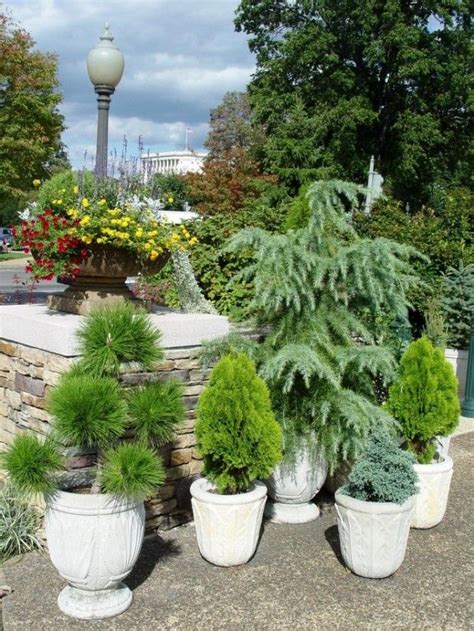 Shrubs in containers? | Evergreen plants, Potted trees, Patio plants