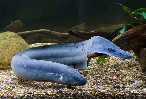 Awesome Animal Fact - Air-breathing Lungfish - Stan C. Smith