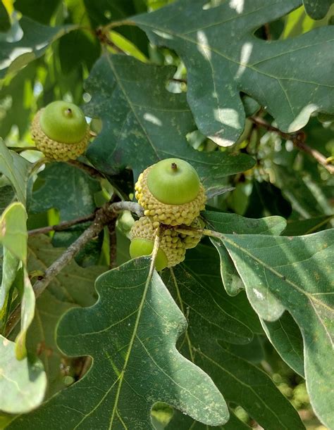 Quercus alba - Trees and Shrubs Online