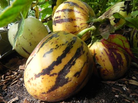 Pepino – Unique and Tasty | Central Coast Gardening