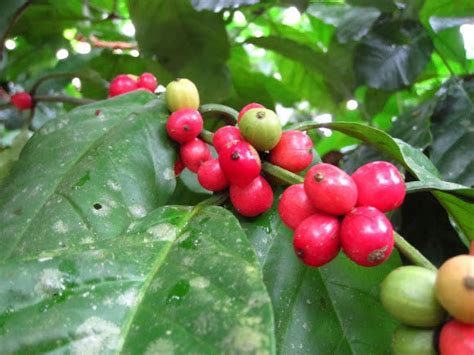 Coffea liberica Liberian Coffee 5_Seeds | Etsy