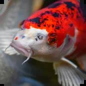 Download Japanese Koi Fish Wallpaper android on PC