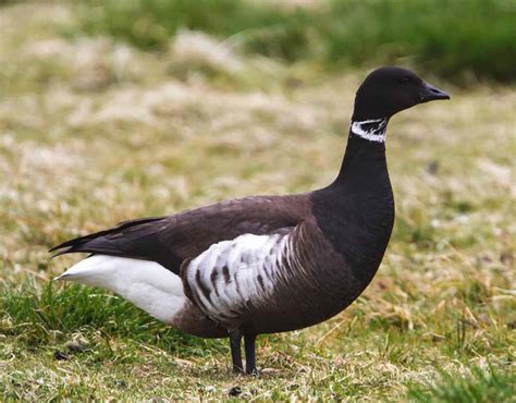 Brant Goose - Profile | Facts | Call | Sound | Band | Range | Fly ...