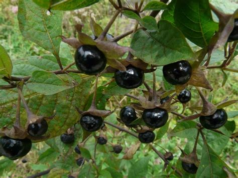 A Magical Herbalism Lesson About Belladonna (Deadly Nightshade) - Exemplore