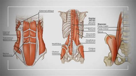 Core Muscles Anatomy